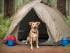 Camping with Dogs Tips: A Comprehensive Guide for a Pawsome Adventure