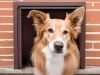 How to Prevent Other Animals from Using Your Pet Door?