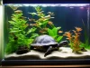 How to Take Care of Mini Pet Turtles: A Comprehensive Guide