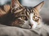 Is Cat Insurance Expensive? A Comprehensive Guide