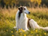 Is a Borzoi a Good Family Dog? - Take Care of The Pets