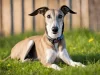 Is a Greyhound a Good Family Dog? - Take Care of The Pets