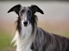 What Are Long-Haired Greyhounds Called? Things to know