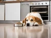 What is the Best Dog Food for Senior Dogs?