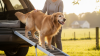 Assistive Devices for Senior Pet Mobility