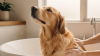 At Home Dog Bathing Techniques