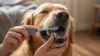 Brushing Your Dog's Teeth Step by Step