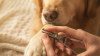 Clipping Your Dog's Nails Safely at Home