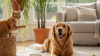 Common Safe Indoor Plants for Pets