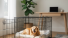 Crate Training for Dog Separation Anxiety