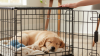 Crate Training for Pet Separation Anxiety