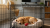 Crate Training Your Dog Against Separation Anxiety