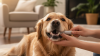 Daily Tooth Brushing for Dogs and Cats