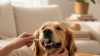Daily Toothbrushing Techniques for Cats and Dogs