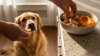 Elimination Diets for Pet Food Sensitivities