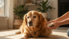 Gentle Exercise Strategies for Senior Pets