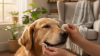 Home Ear Cleaning for Your Dog