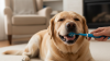 How to Brush Your Dog's Teeth