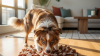 Indoor Games for Energetic Apartment Dogs
