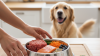 Introducing raw food safely for pets