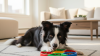 Mental Enrichment for Apartment Dwelling Dogs