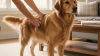 Pet Choking Relief Steps for Owners