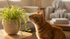 Safe Houseplants for Cat Owners