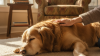 Selecting Joint Supplements for Aging Pets