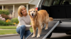 Supporting Senior Dog Mobility with Ramps