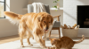 Sustainable Pet Products for a Greener Home
