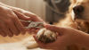 Trimming Dog Nails Safely at Home