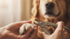 Trimming Your Dog's Nails Safely At Home