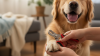 Trimming Your Dog's Nails Safely at Home