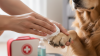 Basic Wound Care for Pet Injuries