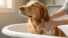 Bathing Your Dog Safely at Home