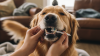 Brushing Your Dog's Teeth Correctly