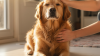 Grooming Tools Essential for Home Pet Care