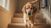 Helping Older Dogs Navigate Stairs Safely