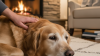 Joint Supplements for Older Dog Mobility