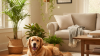 Pet-Safe Houseplants for Your Home