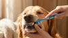 Preventing Plaque Buildup Dog Teeth