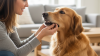Recognizing and Treating Pet Choking