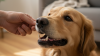 Recognizing Gum Disease Signs in Pets