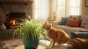 Safe Houseplants for Curious Cats