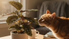 Safe Indoor Plants for Cat Owners
