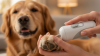 Trimming Pet Nails Safely at Home